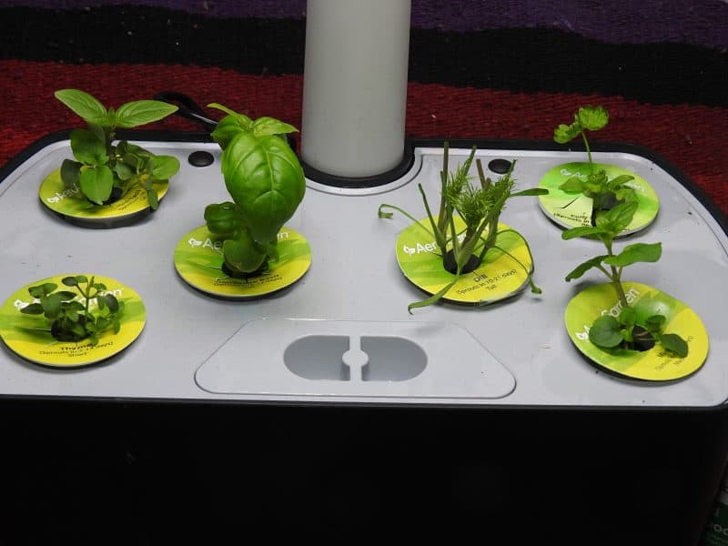 After Pruning My Aerogarden Plants