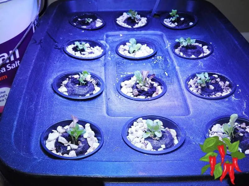 Kratky lettuce seedlings