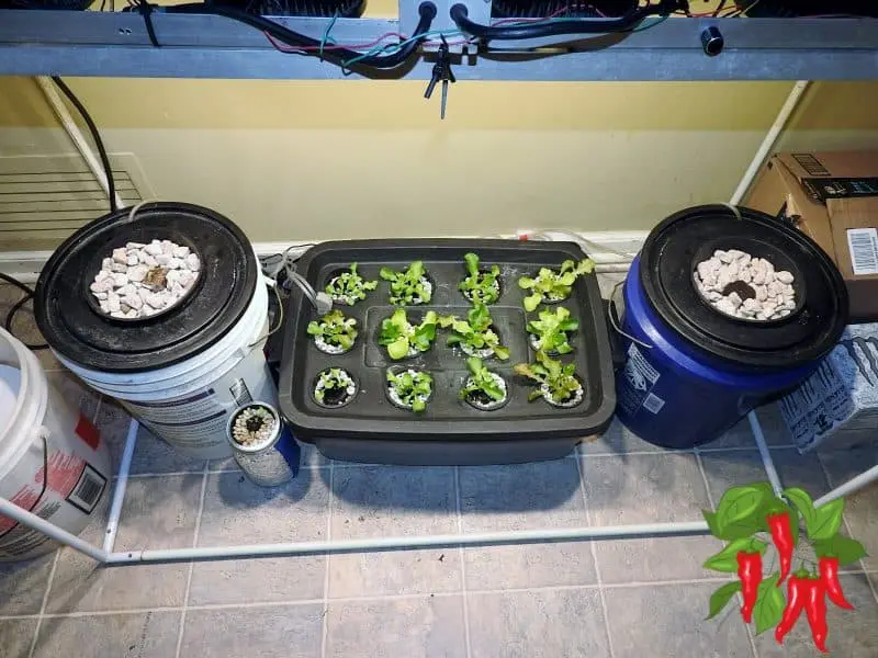 Apartment Kitchen Garden