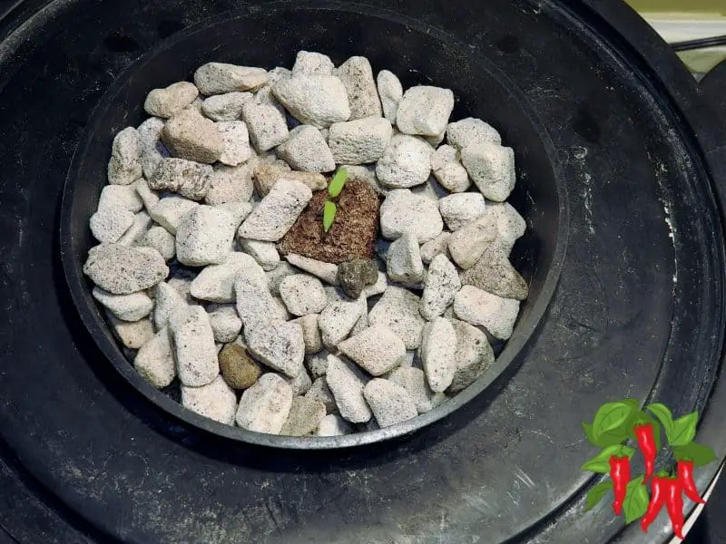 Young pepper seedling in DWC