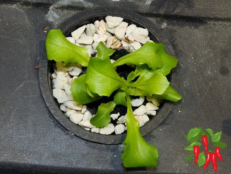 Butter crunch lettuce in kratky system