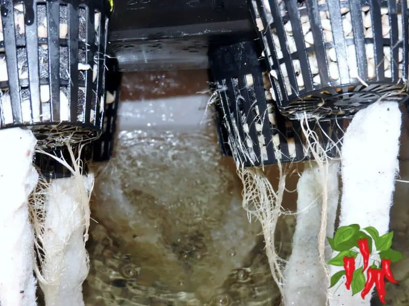 Hydroponic roots 