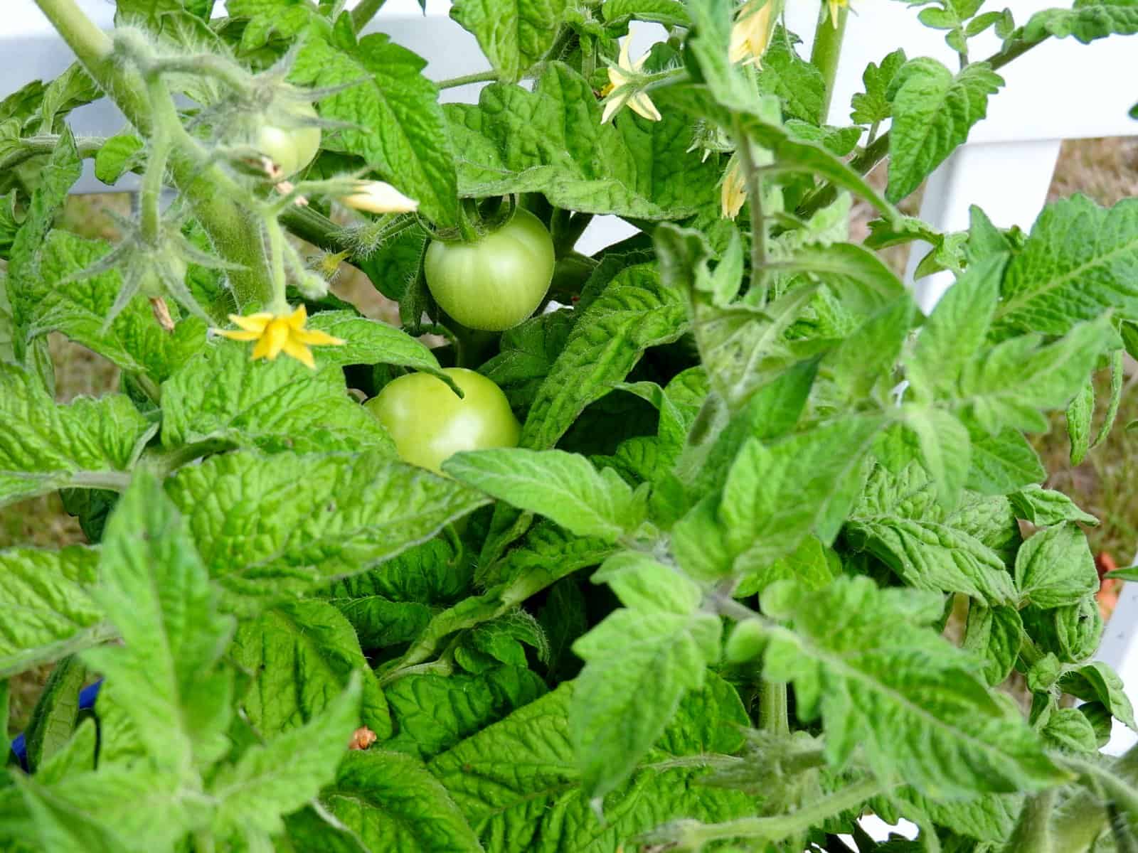 Tomatoes in coco grobucket