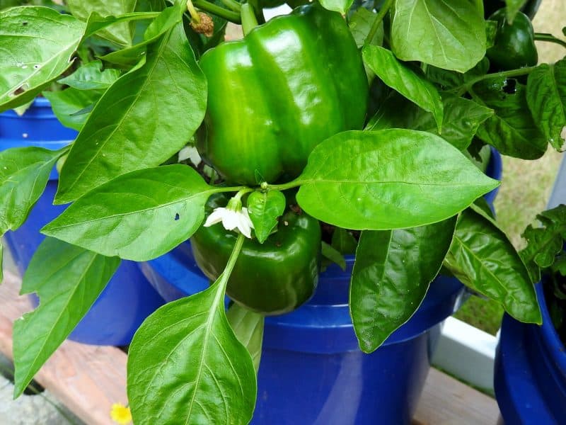 Bell Peppers in a GroBucket