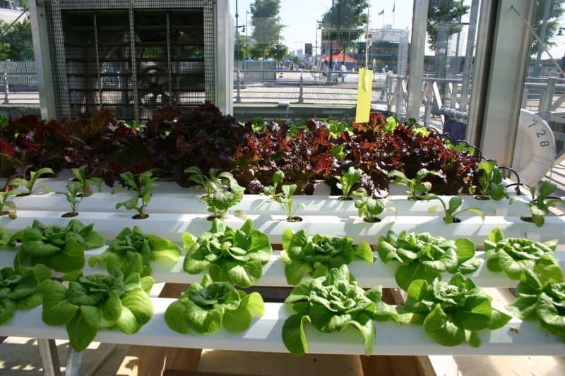 growing hydroponic lettuce