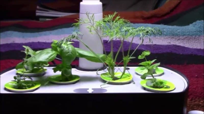 What AeroGarden Should I Buy