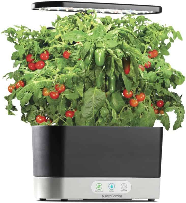 Gardening In An Apartment Without A Balcony Is Easy With An AeroGarden