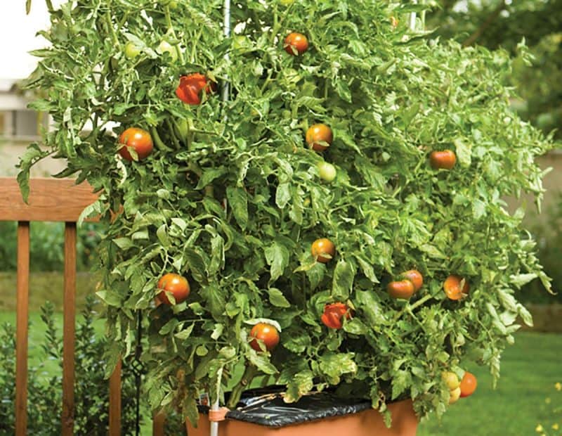 Gardening In An Apartment Without A Balcony patio tomatoes