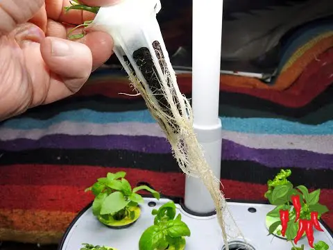 AeroGarden roots