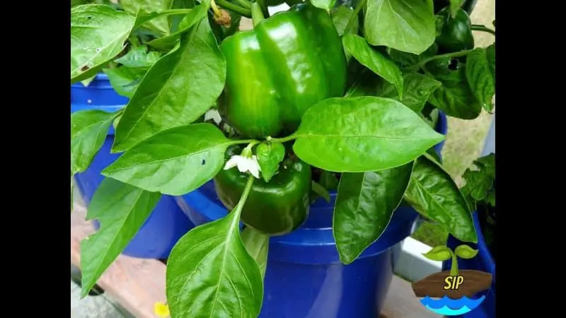 peppers in a grobucket a modified hempy bucket