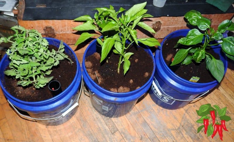 Sustainable Apartment Gardening With Coco Coir
