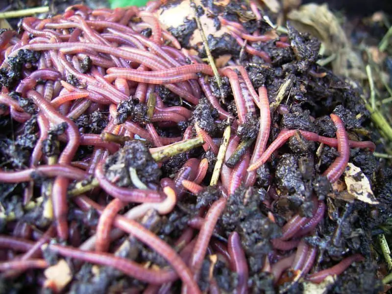 Worm Composting In Your Apartment 